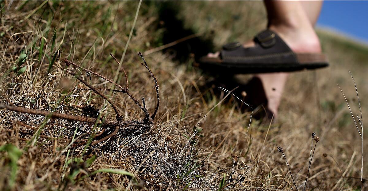 Trockenheit-Von-einem-Extrem-ins-andere-