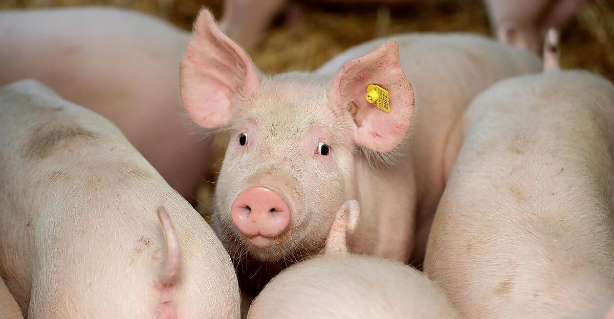 Wegen-Dumpingpreisen-China-hebt-Z-lle-auf-Schweinefleisch-aus-der-EU-ein