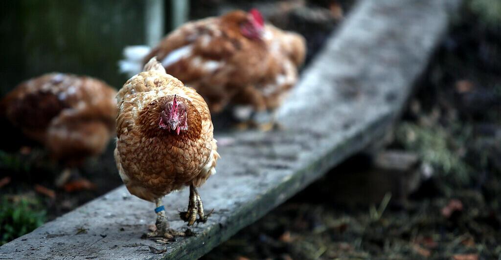 Salmonella: 340,000 chickens are to be culled in Sweden