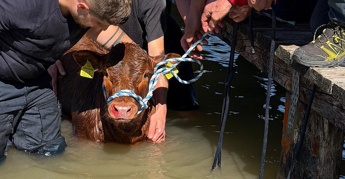 Ausgerissenes Kalb ging in den Mondsee baden: Rettungseinsatz