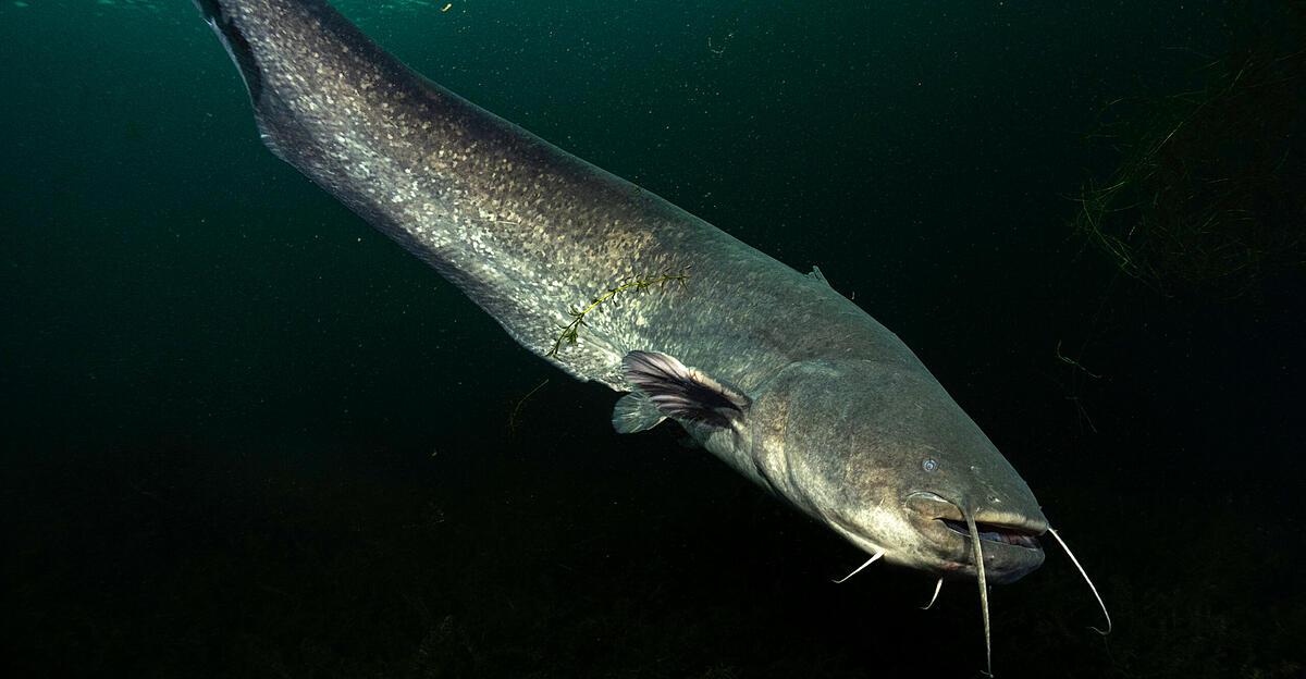 Im Traunsee wurden Welse gesichtet: »Die können Jungschwäne fressen«
