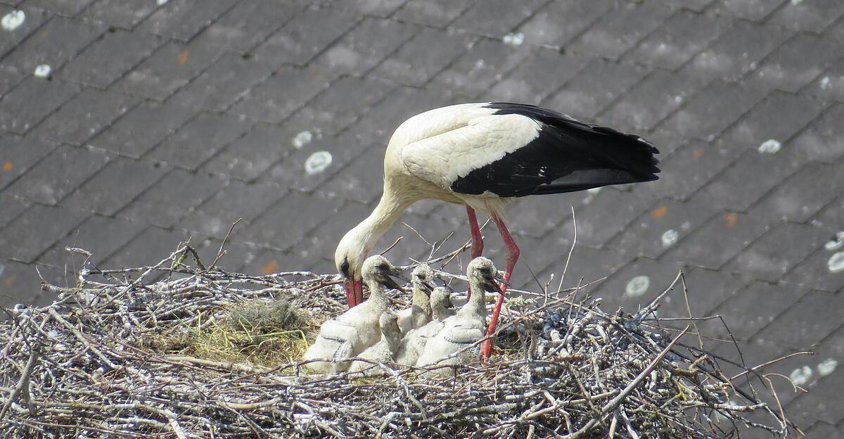 Klapper-klapper-Immer-mehr-St-rche-schl-pfen-in-Ober-sterreich-aus-dem-Ei