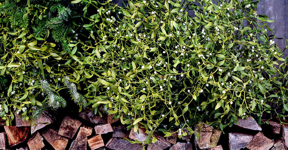 Was-Mistelzweige-so-magisch-macht