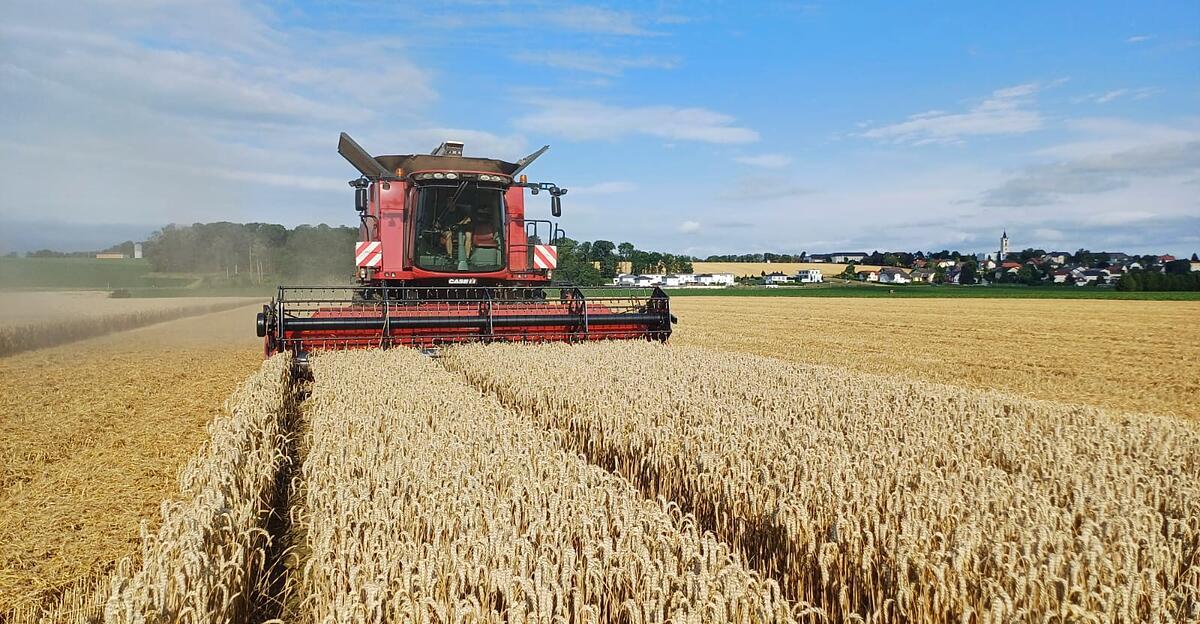 Hohe-Produktionskosten-niedrige-Preise-Woran-Ober-sterreichs-Ackerbauern-derzeit-kiefeln