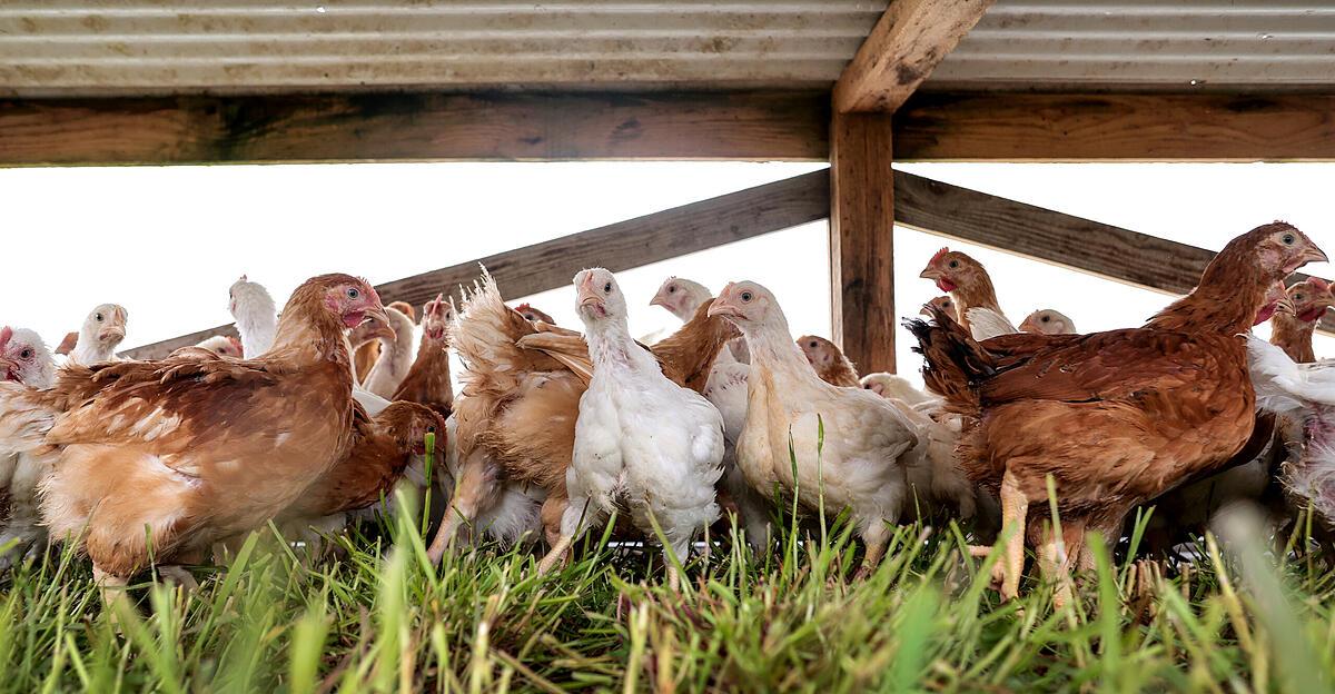 Raus in die warme Stube, Küken | Nachrichten.at Raus in die warme Stube, Küken | Nachrichten.at