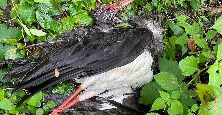 Deux cigognes noires abattues : « Ça fait mal au cœur »