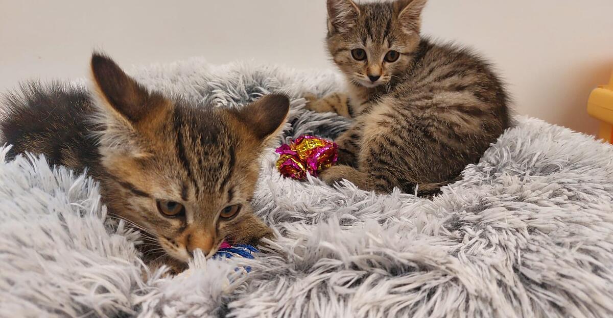 Ostermiething: Zwei Katzenbabys in eine Mülltonne geworfen