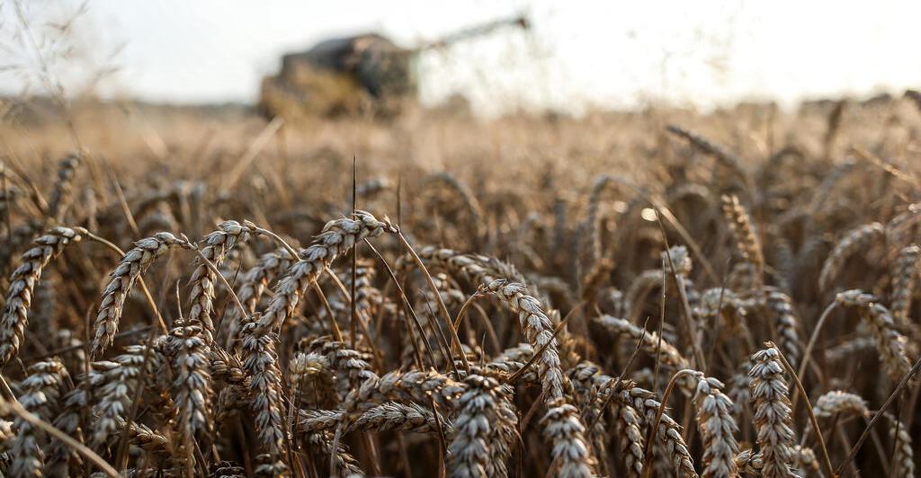 Weltweit-gute-Ernteaussichten-dr-cken-auf-die-Getreidepreise