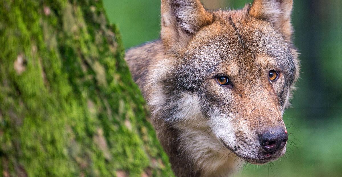 Another wolf was run over in Carinthia