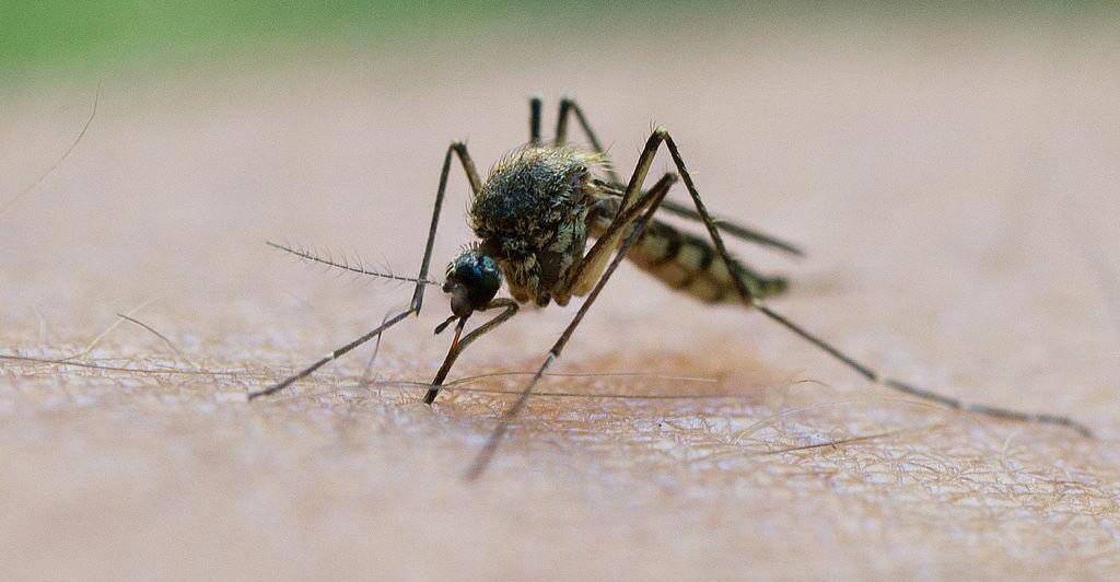 Malaria mosquito appears in Italy |  Nachrichten.at