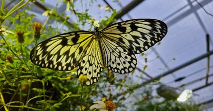 Schmetterlinge-als-Besuchermagnete-im-Botanischen-Garten