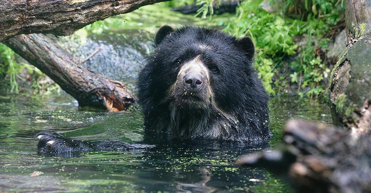 Bärige WG eröffnet im Tiergarten Schönbrunn | Nachrichten.at