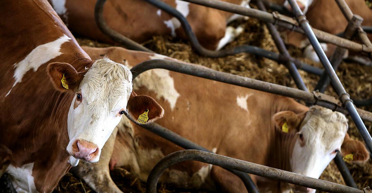 Weniger Antibiotika in der Tierhaltung soll Resistenzen vorbeugen ...