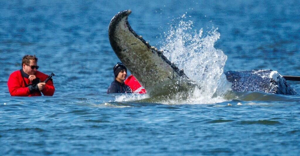 Timmy is free: Humpback whale back in the North Sea