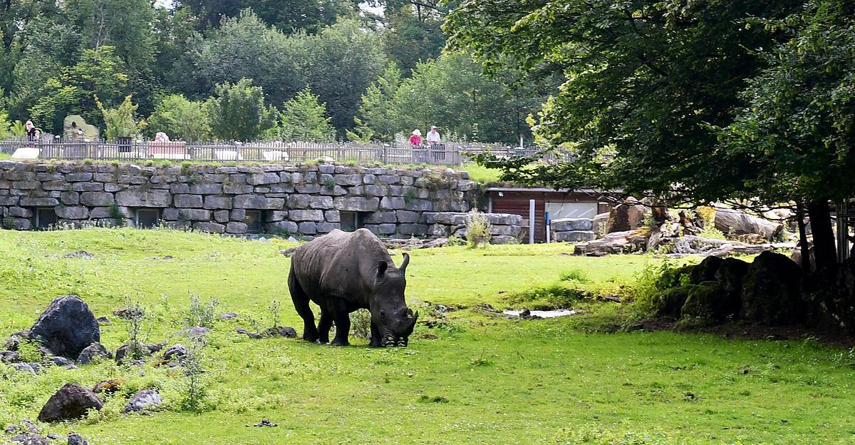 Fatal accident in the rhino enclosure at Salzburg Zoo