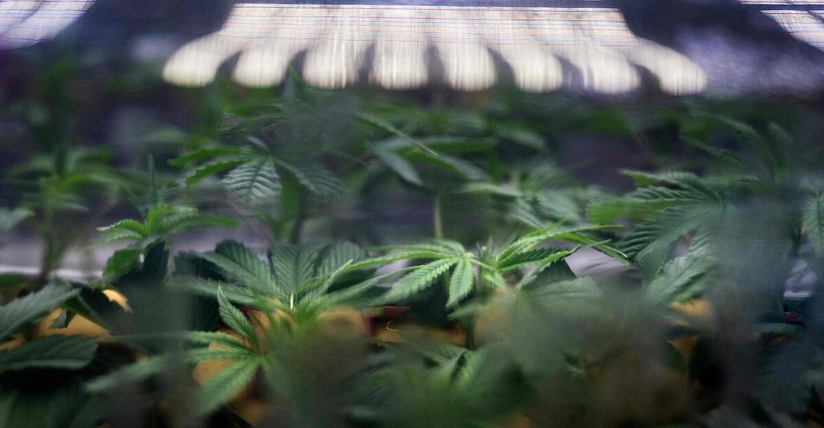 Une plantation de cannabis découverte dans le grenier d’un immeuble