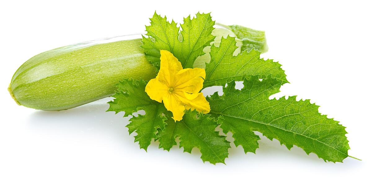 Große Zucchini-Ernte: Wie man das Gemüse am besten genießt