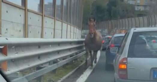 Un cheval a galopé sur une autoroute italienne à l’heure de pointe
