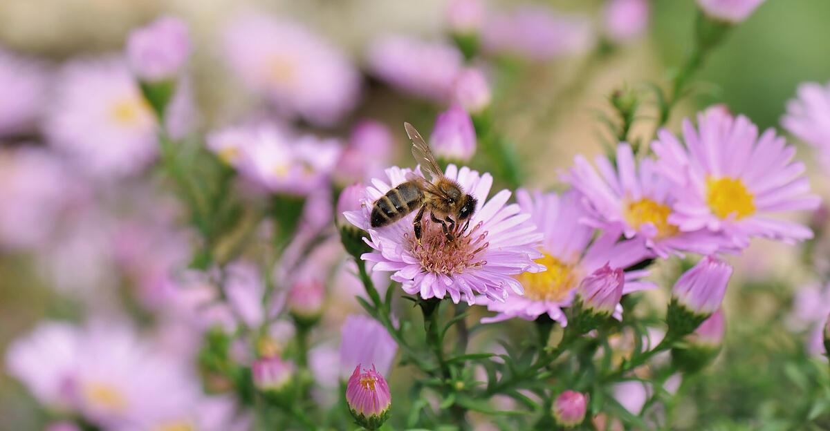 Eight times late bee happiness