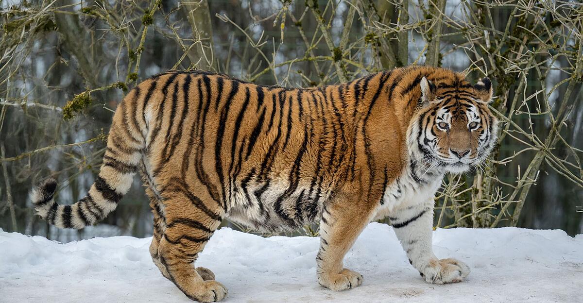 Senior tiger Anastasia gets an age-appropriate enclosure at Schmiding Zoo