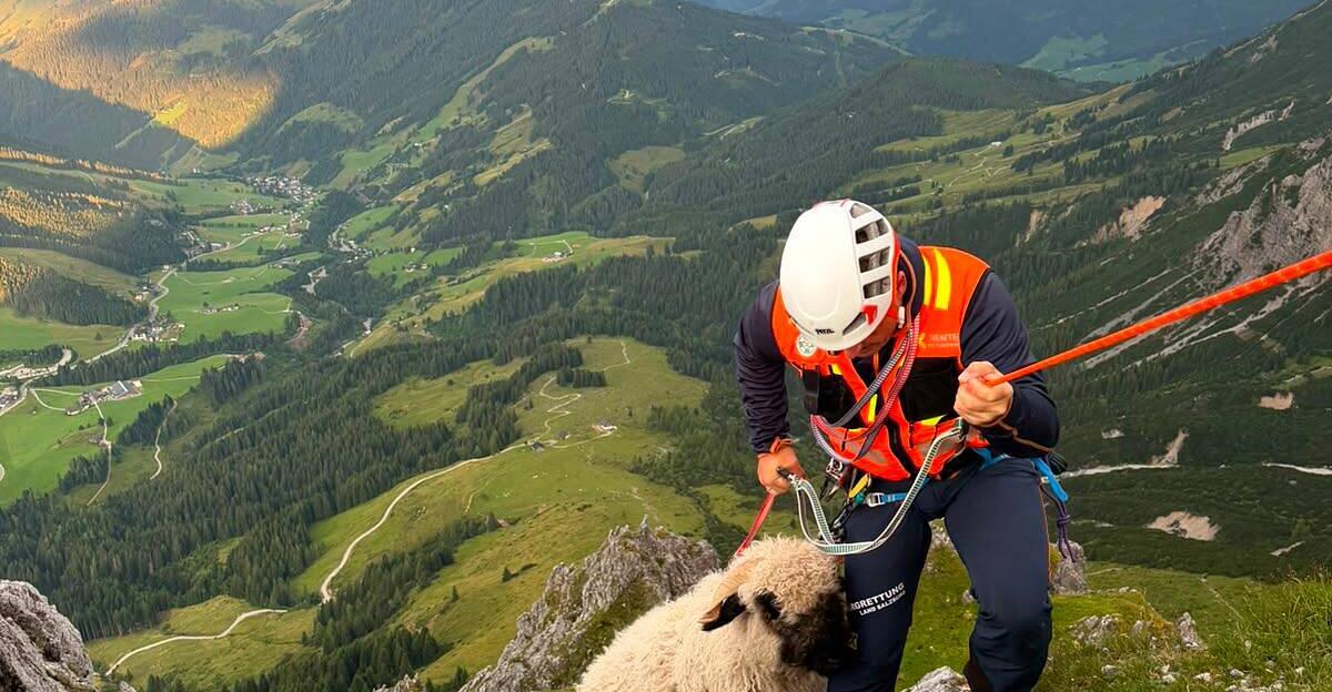 Im steilen Absturzgelände: Bergretter brachten Schaf in Sicherheit