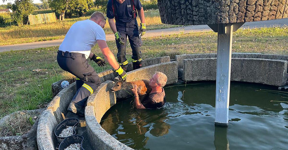 Firefighters rescue deer from fountain in Alkoven