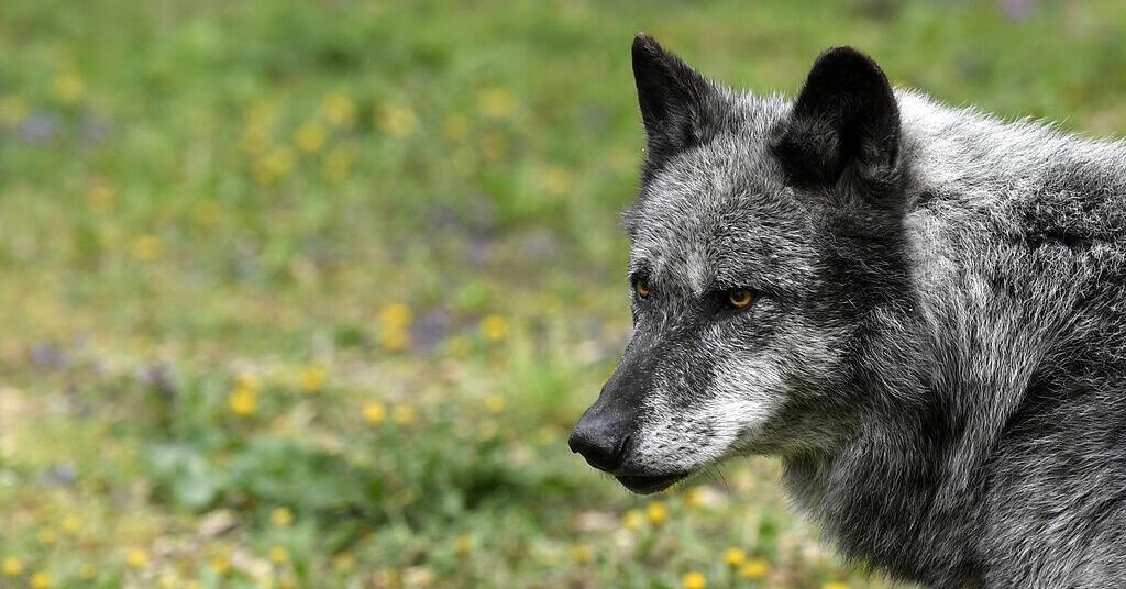 Kärntner Landesregierung plant neue Regelung für Wolfsabschüsse