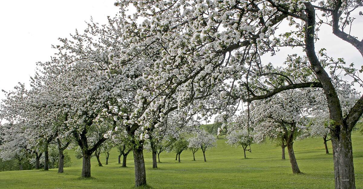 Vandals cut down 24 trees in Mühlviertel orchard