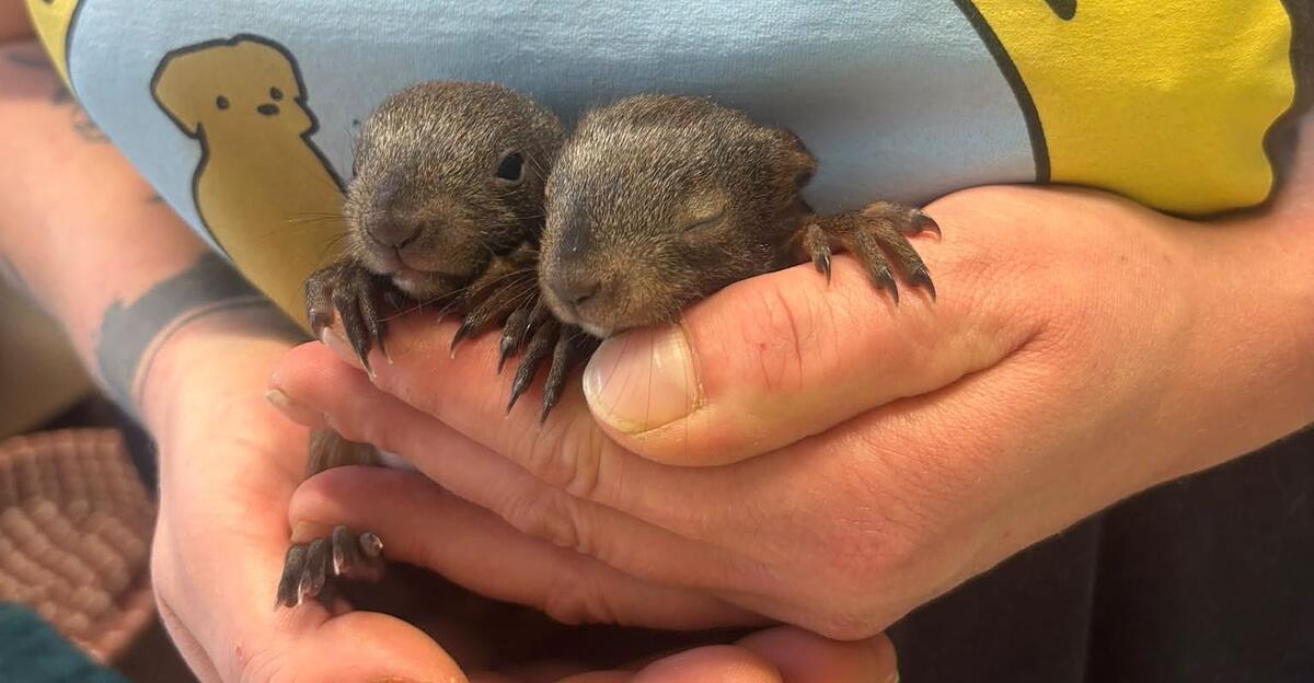 Hikers rescued orphaned squirrel on the Bleckwand