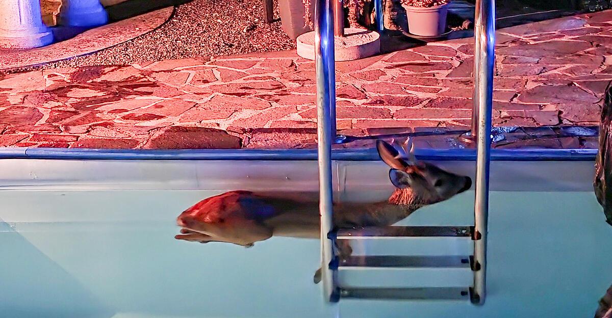 Rehbock in Pool gestürzt: Feuerwehreinsatz in St. Florian