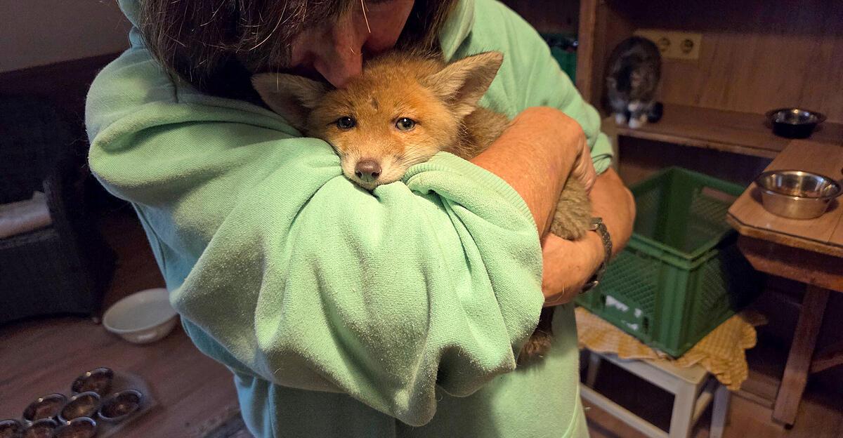 Exhausted fox cub rescued in garden in Gmunden