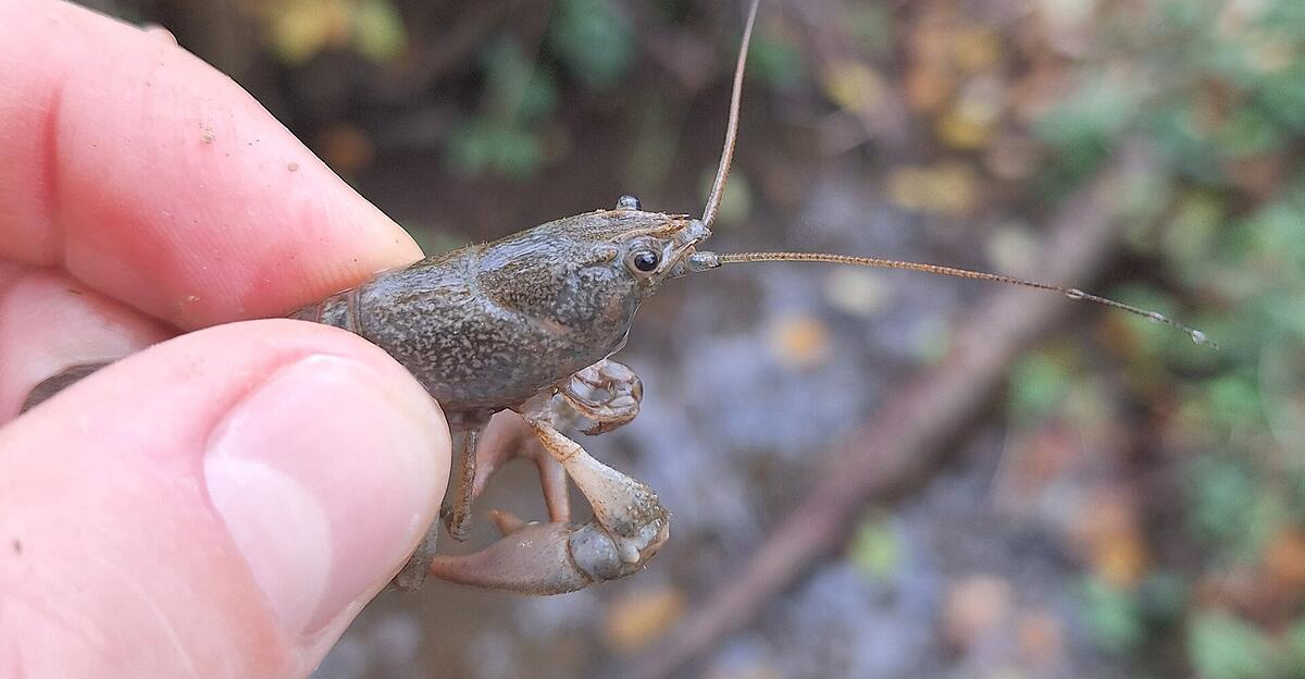 A rare find: Stone crayfish live in the Gleinkerbach