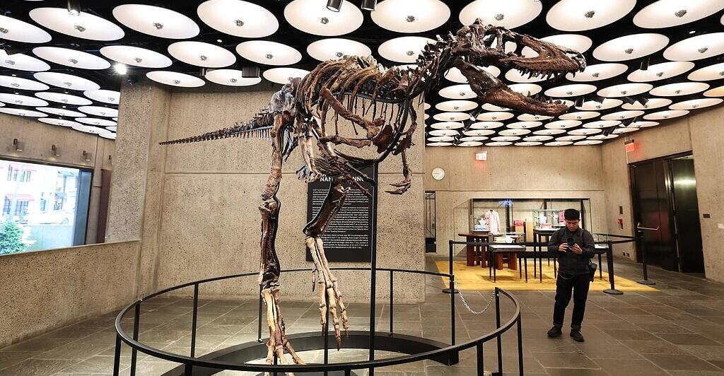 Foto: Oberösterreichische Nachrichten Nanotyrannus-Skelett bei Sotheby's für 47,3 Millionen Dollar verkauft